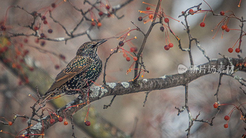 海鸥(Sturnus vulgaris)，普通燕八哥，平托椋鸟。